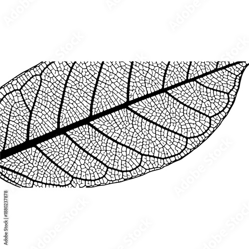 Abstract Leaf Design in Black and White