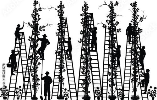 Black silhouette of farm workers harvesting tall crops on ladders, agricultural workers gathering plants in a garden isolated on white background.