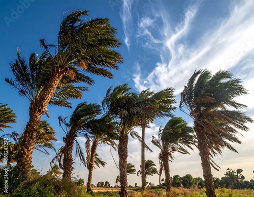 Palm trees sway in the wind against a blue sky with streaked clouds