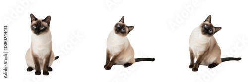 Foto Set of cute Siamese kittens sitting isolated on white background