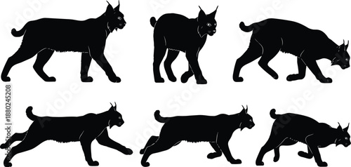 Lynx wild cat silhouettes set with walking running hunting poses, wildlife predator animal black vector illustration collection
