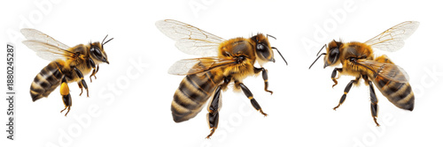 Foto Honey bee set isolated on white background, group of three flying bees from different angles, honeybee collection macro photography
