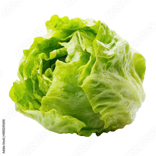 Vibrant green lettuce head with crisp textured leaves fresh healthy