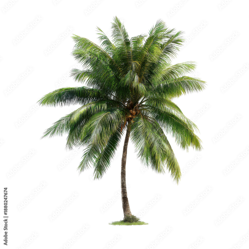 Obraz premium Lush green palm tree with feathery fronds and coconuts image