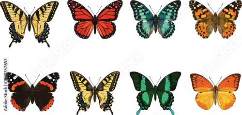 Collection of colorful butterfly vector illustrations featuring monarch swallowtail and peacock species isolated on white background for nature design projects