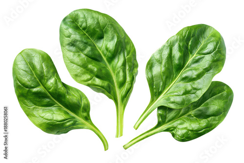Four vibrant green spinach leaves isolated on a black background leaf fresh