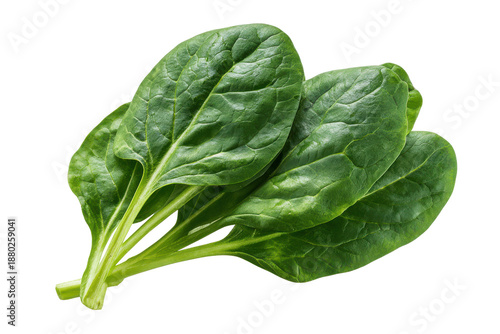 Fresh green spinach leaves with visible veins on black background healthy