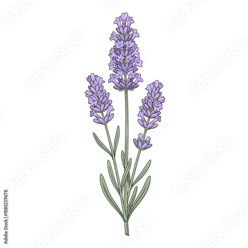 Illustration of three lavender flower spikes with narrow green leaves