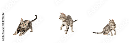 
Playful Bengal Kittens Trio cat
