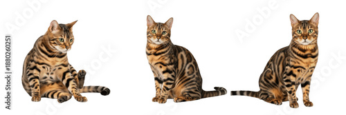 Stunning Bengal Cats Set