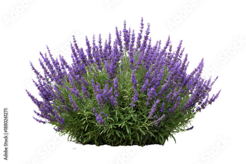 Bush of blooming purple lavender flowers with green leaves on black background plant