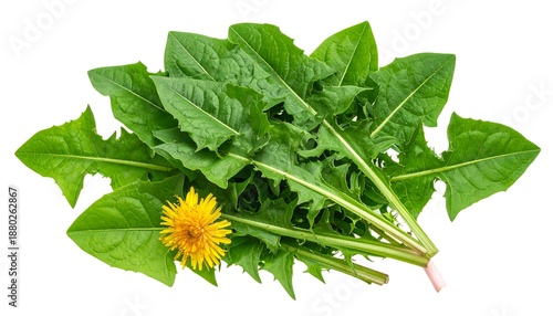 Fresh Dandelion Leaves and Flower Isolated on White Background.