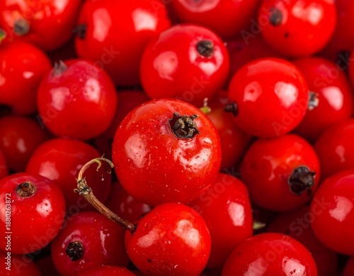 Pile of bright red berries with dark stems clustered tightly together, glistening with moisture and vibrant color