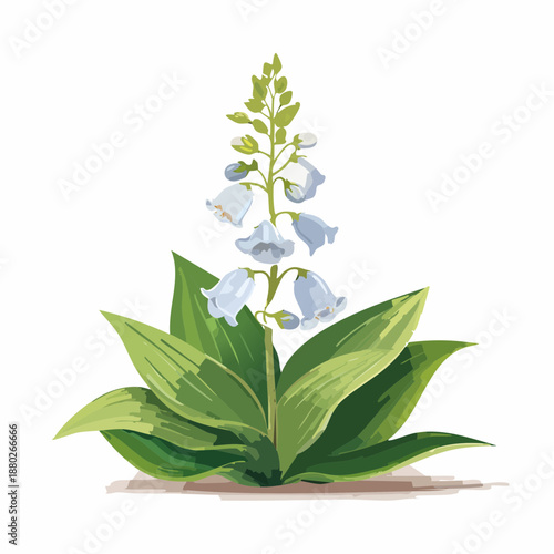 Lily of the valley flower with green leaves