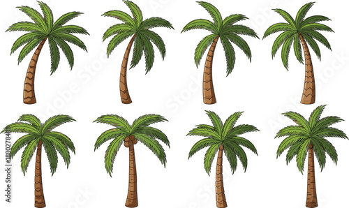 Palm tree collection set tropical summer nature plants flat vector illustration isolated on white backgroundPalm tree collection set tropical summer nature plants flat vector illustration