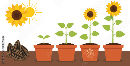 Sunflower plant growth stages from seed to blooming flower educational flat vector illustration isolated on green background