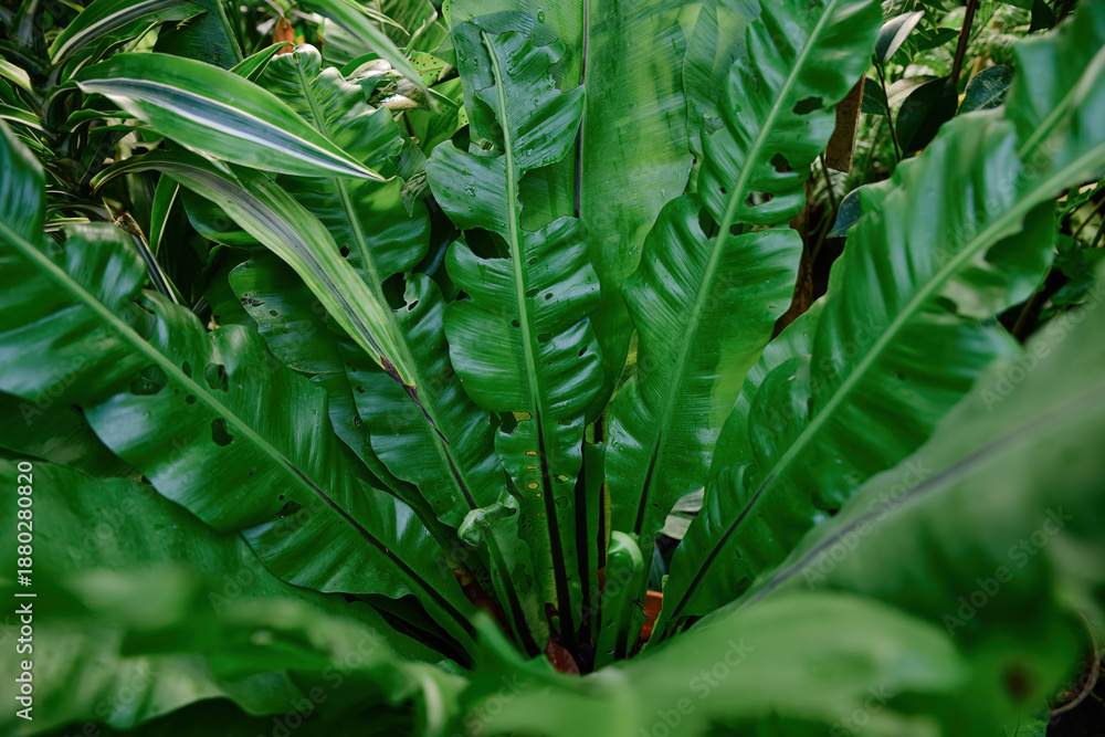 Obraz premium South Asian bird nest fern with large glossy green fronds in lush tropical garden natural foliage texture botanical background