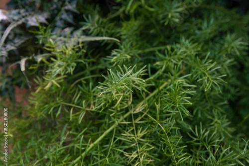 Asparagus densiflorus Sprengeri with fine needle like green foliage forming dense texture. Ornamental evergreen plant used for garden and landscape design.