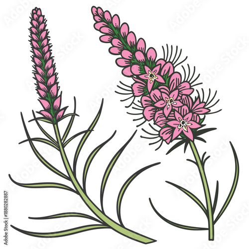 Liatris Flower Spike with Linear Leaves Line Drawing