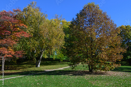 Photography High Park trees displaying vibrant autumn fall foliage