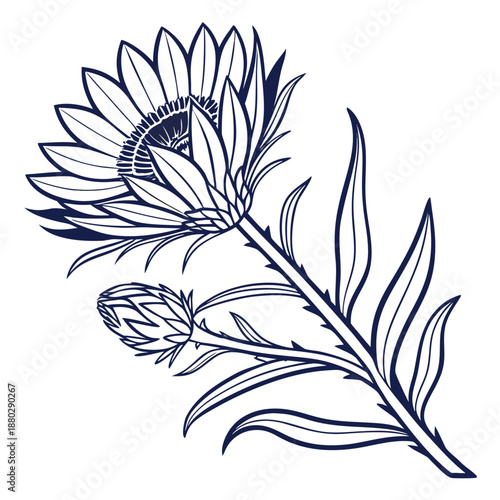 Stokesia Flower with Radial Petals and Veined Leaves