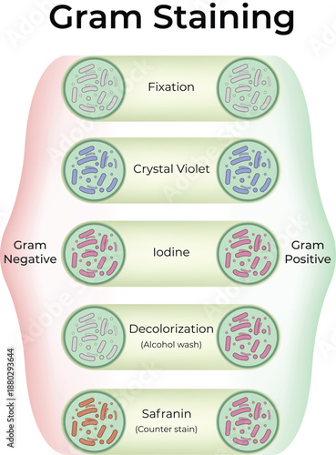Gram Staining Process for Bacterial Differentiation
