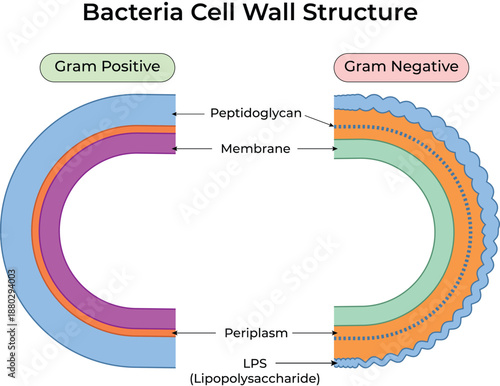 Bacteria Cell Wall Structure Comparison Gram Positive vs Gram Negative
