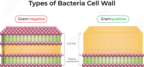 Comparison of Gram-Negative and Gram-Positive Bacterial Cell Walls