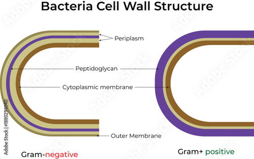 Bacteria Cell Wall Structure Comparison Gram Negative vs Gram Positive