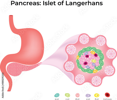 Pancreas Islet of Langerhans Microanatomy and Cell Types