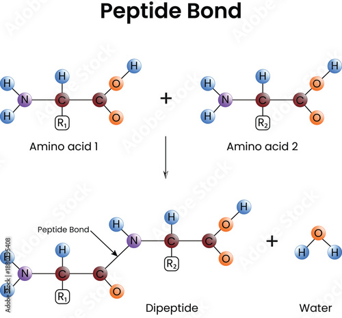Peptide Bond Formation: Amino Acid Condensation Reaction