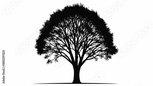 Silhouette of a large deciduous tree with intricate branches.