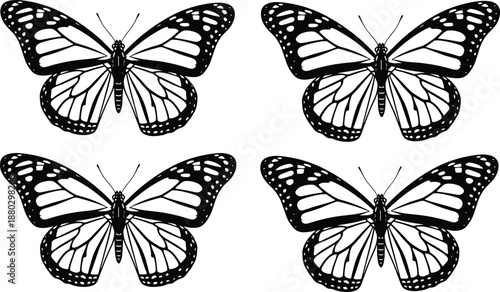 Set of Four Black and White Monarch Butterfly Illustrations with Detailed Wing Patterns for Nature Education and Decorative Design