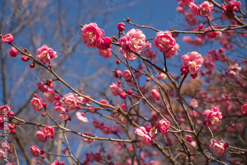 Plum blossoms bloom from late winter to early spring. Plum trees are a symbol of resilience and renewal and are often featured in traditional art and poetry.