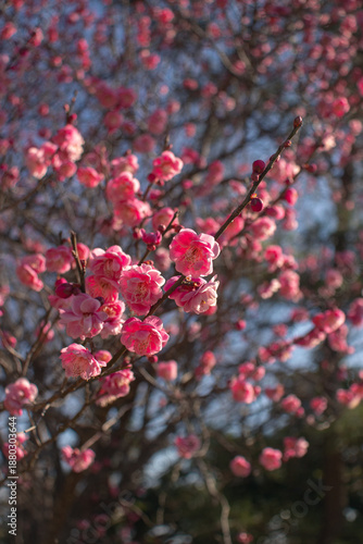 Plum blossoms bloom from late winter to early spring. Plum trees are a symbol of resilience and renewal and are often featured in traditional art and poetry.