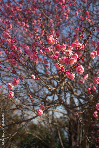 Plum blossoms bloom from late winter to early spring. Plum trees are a symbol of resilience and renewal and are often featured in traditional art and poetry.