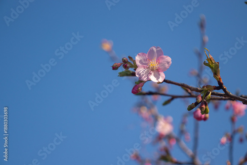 Cherry blossoms blooming in Japan