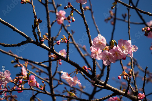 Cherry blossoms blooming in Japan