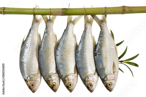 Bright High Quality  Realistic Ilish Fish Hanging on Stick PNG | Fresh Hilsa Fish