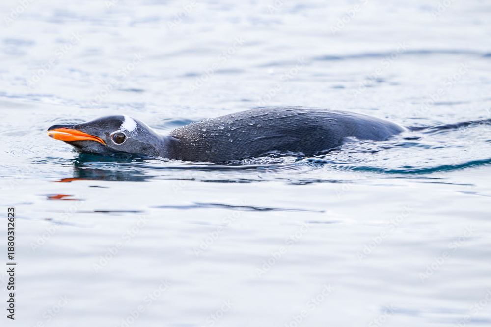 Obraz premium Gentoo penguins on Icebergs in antarctica