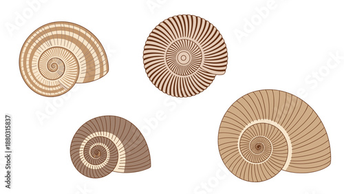 A beautiful collection of four intricately patterned spiral seashells, illustrated with various brown and beige striped designs.