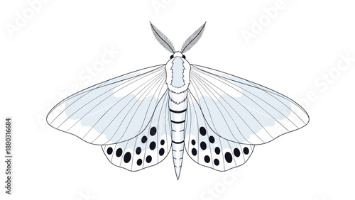 Elegant and detailed line art illustration of a white ermine moth with black spots, shown with its wings spread out symmetrically.