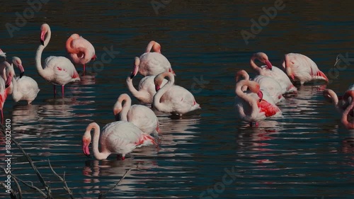 A large flock of pink greater flamingos enjoy shallow waters in Mediterranean Sea part of Europe