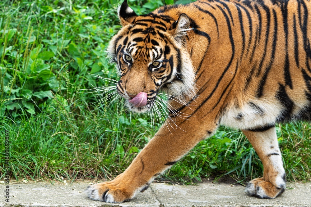 Obraz premium A majestic Sumatran tiger strolls along a rocky path, its vibrant orange fur and striking black stripes contrasting with the lush greenery. Its tongue playfully licks its nose.