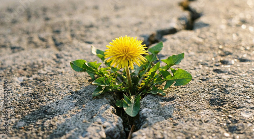 A close-up photo of a vibrant plant flowering in a concrete crack. A powerful visual metaphor for resilience, hope, and thriving in harsh environments against all odds.