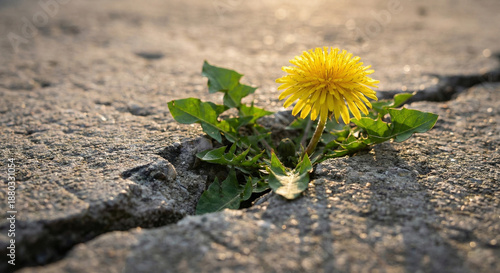 A close-up photo of a vibrant plant flowering in a concrete crack. A powerful visual metaphor for resilience, hope, and thriving in harsh environments against all odds.