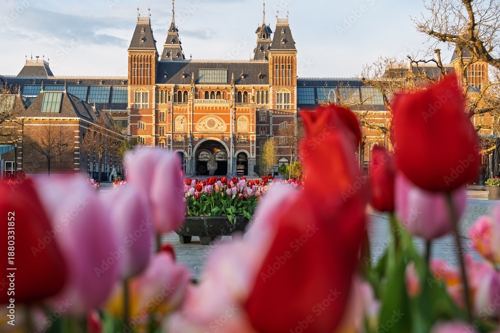 Ταπετσαρία Capture the essence of Amsterdam, Netherlands, with this vibrant image of the Rijksmuseum framed by blooming tulips