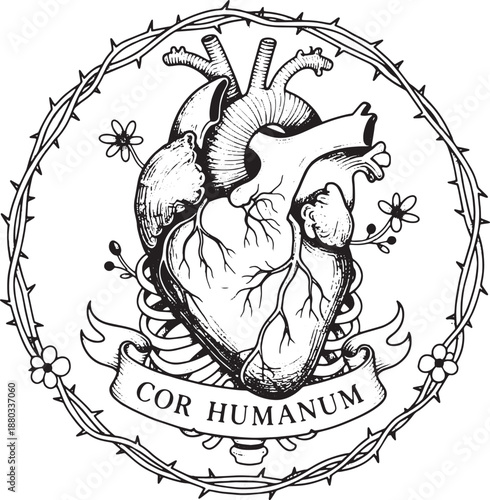 Anatomically Correct Human Heart Illustration, Vintage Hand-Drawn Line Art and Dotwork Tattoo Flash Design with Thorns and Ribbon