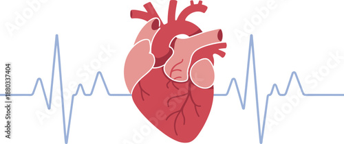 Human heart anatomy illustration with heartbeat ECG line cardiology healthcare medical concept cardiovascular system flat vector design
