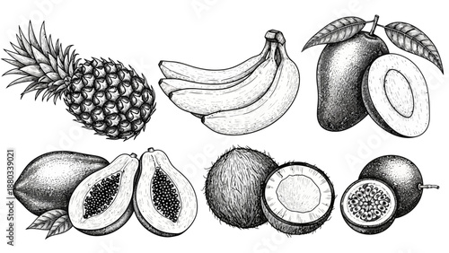 A detailed collection of tropical fruits including pineapple, bananas, mango, papaya, coconut, and passionfruit, rendered in a classic artistic style